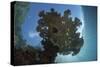 Sunlight Silhouettes a Table Coral in Raja Ampat, Indonesia-Stocktrek Images-Stretched Canvas