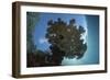 Sunlight Silhouettes a Table Coral in Raja Ampat, Indonesia-Stocktrek Images-Framed Photographic Print