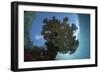 Sunlight Silhouettes a Table Coral in Raja Ampat, Indonesia-Stocktrek Images-Framed Photographic Print