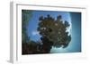 Sunlight Silhouettes a Table Coral in Raja Ampat, Indonesia-Stocktrek Images-Framed Photographic Print