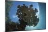 Sunlight Silhouettes a Table Coral in Raja Ampat, Indonesia-Stocktrek Images-Mounted Photographic Print