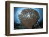 Sunlight Sparkles Through a Table Coral in Indonesia-Stocktrek Images-Framed Photographic Print