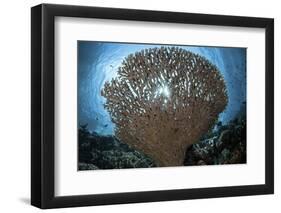 Sunlight Sparkles Through a Table Coral in Indonesia-Stocktrek Images-Framed Photographic Print