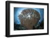 Sunlight Sparkles Through a Table Coral in Indonesia-Stocktrek Images-Framed Photographic Print