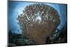 Sunlight Sparkles Through a Table Coral in Indonesia-Stocktrek Images-Mounted Photographic Print