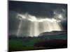 Sunlight Streaks onto Emerald Fields with Trees and Livestock-Tommy Martin-Mounted Photographic Print