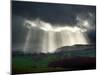 Sunlight Streaks onto Emerald Fields with Trees and Livestock-Tommy Martin-Mounted Photographic Print