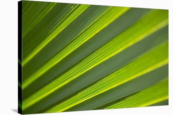 Sunlight Through a Palmetto Leaf in Jean Lafitte National Park and Preserve, New Orleans, Louisiana-Neil Losin-Stretched Canvas