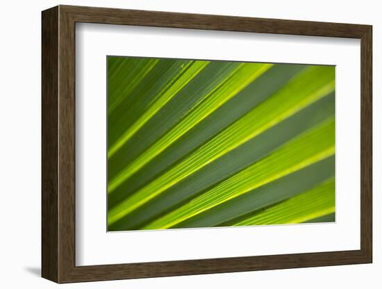 Sunlight Through a Palmetto Leaf in Jean Lafitte National Park and Preserve, New Orleans, Louisiana-Neil Losin-Framed Photographic Print