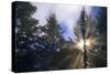 Sunlight Through Evergreen Forest-Paul Souders-Stretched Canvas