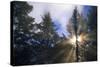 Sunlight Through Evergreen Forest-Paul Souders-Stretched Canvas