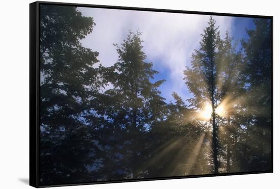 Sunlight Through Evergreen Forest-Paul Souders-Framed Stretched Canvas