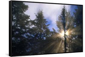 Sunlight Through Evergreen Forest-Paul Souders-Framed Stretched Canvas