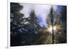 Sunlight Through Evergreen Forest-Paul Souders-Framed Photographic Print