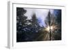 Sunlight Through Evergreen Forest-Paul Souders-Framed Photographic Print