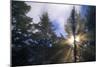 Sunlight Through Evergreen Forest-Paul Souders-Mounted Photographic Print