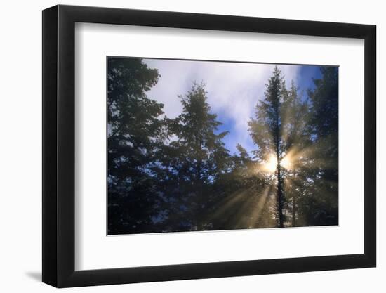 Sunlight Through Evergreen Forest-Paul Souders-Framed Photographic Print