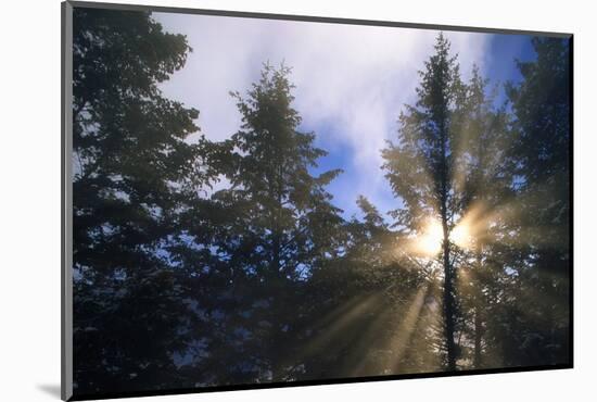 Sunlight Through Evergreen Forest-Paul Souders-Mounted Photographic Print