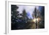 Sunlight Through Evergreen Forest-Paul Souders-Framed Photographic Print