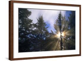 Sunlight Through Evergreen Forest-Paul Souders-Framed Photographic Print