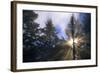 Sunlight Through Evergreen Forest-Paul Souders-Framed Photographic Print