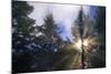 Sunlight Through Evergreen Forest-Paul Souders-Mounted Photographic Print