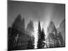 Sunlight Through Pine Forest in Yosemite Valley, Yosemite National Park, California, USA-Adam Jones-Mounted Premium Photographic Print