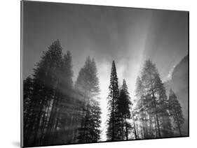 Sunlight Through Pine Forest in Yosemite Valley, Yosemite National Park, California, USA-Adam Jones-Mounted Premium Photographic Print