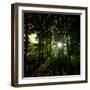 Sunlight Through the Trees-Clive Nolan-Framed Photographic Print