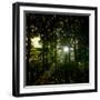 Sunlight Through the Trees-Clive Nolan-Framed Photographic Print