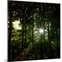 Sunlight Through the Trees-Clive Nolan-Mounted Photographic Print