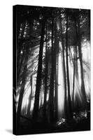 Sunlight Through Trees, Mount Rainier National Park, Washington, USA-Adam Jones-Stretched Canvas