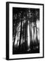 Sunlight Through Trees, Mount Rainier National Park, Washington, USA-Adam Jones-Framed Photographic Print