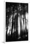 Sunlight Through Trees, Mount Rainier National Park, Washington, USA-Adam Jones-Framed Photographic Print