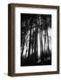 Sunlight Through Trees, Mount Rainier National Park, Washington, USA-Adam Jones-Framed Photographic Print