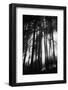 Sunlight Through Trees, Mount Rainier National Park, Washington, USA-Adam Jones-Framed Photographic Print