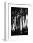 Sunlight Through Trees, Mount Rainier National Park, Washington, USA-Adam Jones-Framed Photographic Print