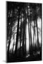 Sunlight Through Trees, Mount Rainier National Park, Washington, USA-Adam Jones-Mounted Photographic Print