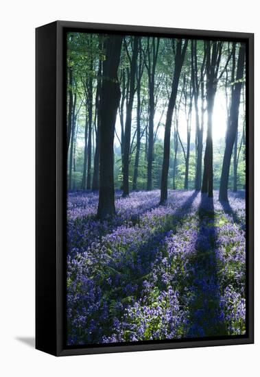 Sunlight Through Treetrunks in Bluebell Woods, Micheldever, Hampshire, England-David Clapp-Framed Stretched Canvas