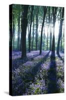 Sunlight Through Treetrunks in Bluebell Woods, Micheldever, Hampshire, England-David Clapp-Stretched Canvas