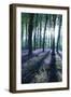 Sunlight Through Treetrunks in Bluebell Woods, Micheldever, Hampshire, England-David Clapp-Framed Premium Photographic Print