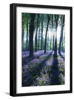 Sunlight Through Treetrunks in Bluebell Woods, Micheldever, Hampshire, England-David Clapp-Framed Premium Photographic Print