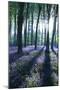 Sunlight Through Treetrunks in Bluebell Woods, Micheldever, Hampshire, England-David Clapp-Mounted Premium Photographic Print