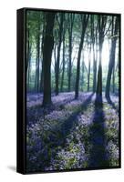 Sunlight Through Treetrunks in Bluebell Woods, Micheldever, Hampshire, England-David Clapp-Framed Stretched Canvas