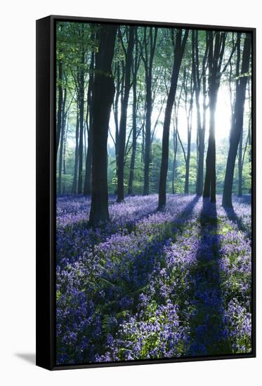 Sunlight Through Treetrunks in Bluebell Woods, Micheldever, Hampshire, England-David Clapp-Framed Stretched Canvas