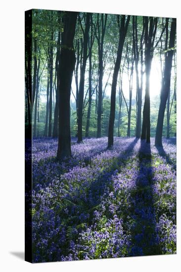 Sunlight Through Treetrunks in Bluebell Woods, Micheldever, Hampshire, England-David Clapp-Stretched Canvas