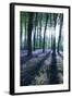 Sunlight Through Treetrunks in Bluebell Woods, Micheldever, Hampshire, England-David Clapp-Framed Photographic Print
