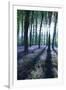 Sunlight Through Treetrunks in Bluebell Woods, Micheldever, Hampshire, England-David Clapp-Framed Photographic Print