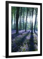 Sunlight Through Treetrunks in Bluebell Woods, Micheldever, Hampshire, England-David Clapp-Framed Photographic Print