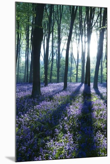 Sunlight Through Treetrunks in Bluebell Woods, Micheldever, Hampshire, England-David Clapp-Mounted Photographic Print